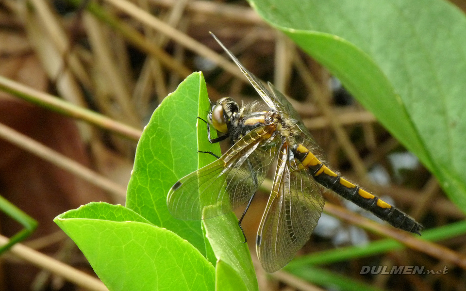 Ruby Whiteface (Fresh female, Leucorrhinia rubicunda)